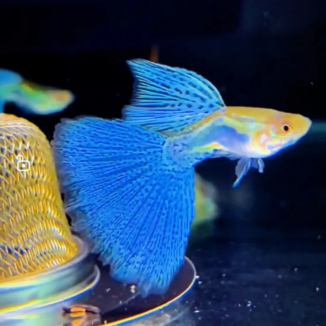 蓝草精品孔雀鱼粗腰立背细喷三角尾精品种鱼