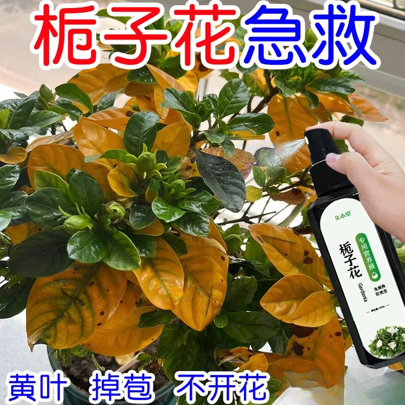 栀子花营养液专用肥料免稀释叶子发黄枯萎掉苞不开花花卉通用肥