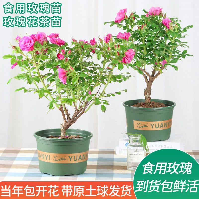 食用玫瑰花苗大马士革玫瑰平阴丰花玫瑰月季花苗盆载植物开花浓香