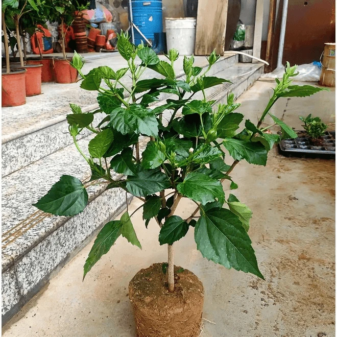 扶桑花重瓣丹麦木槿进口花卉朱瑾花四季开花大型观花盆栽带花发货