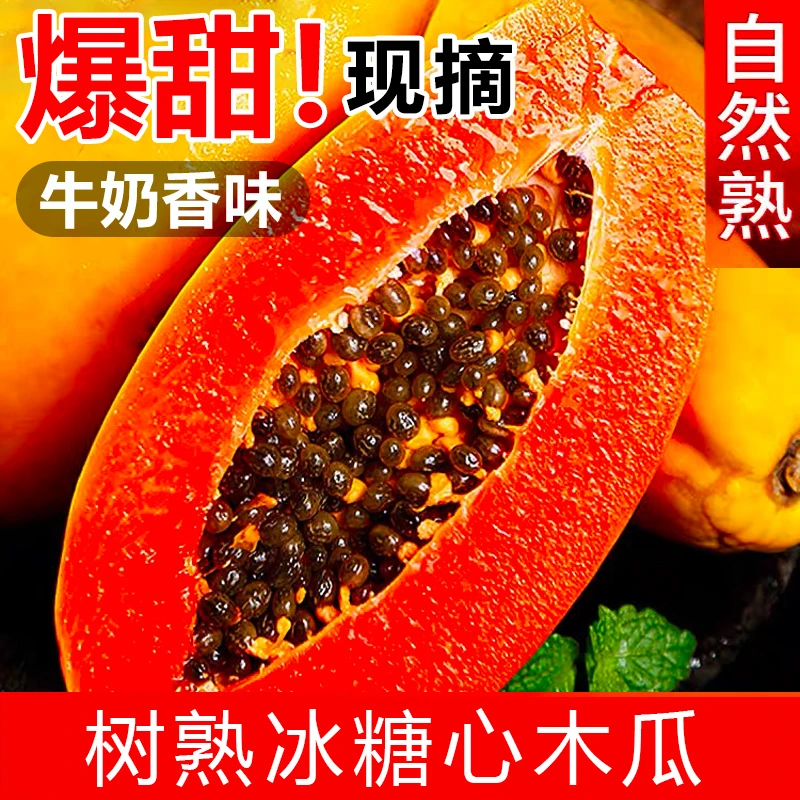 【现采现发】木瓜新鲜采摘水果红心牛奶3-9斤冰糖青树上自然熟包邮