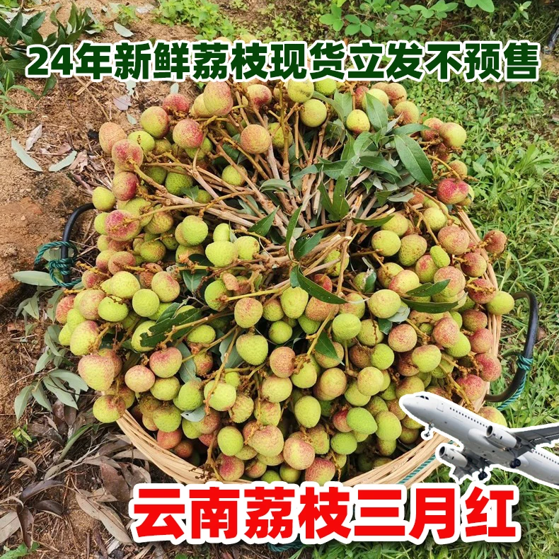 三月红荔枝包赔酸甜新鲜现摘妃子糯米桂糍味白糖水果早熟多汁孕妇