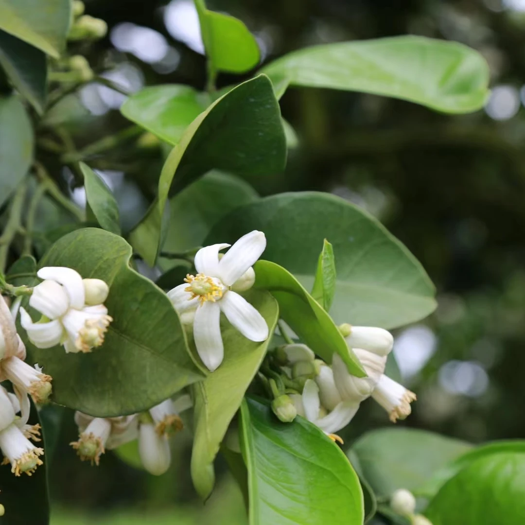 于老师茶堂-高货福利分享白茶0.7公斤