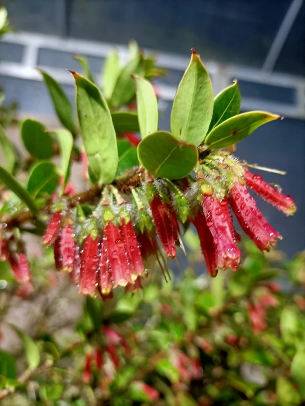 树萝卜五翅莓盆景