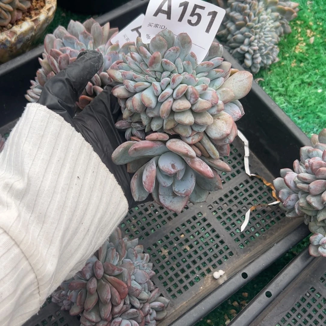 石榴籽星影大胸花缀