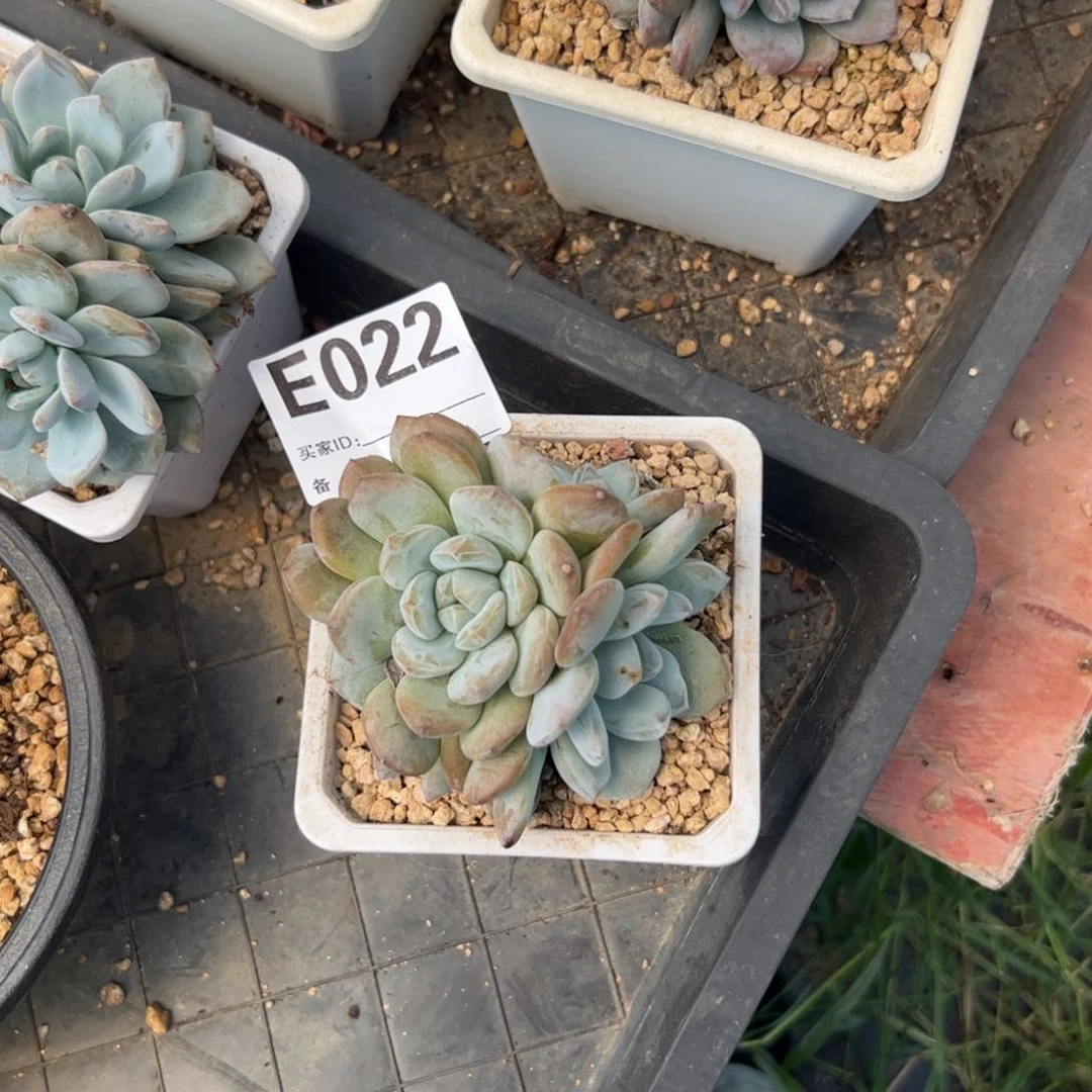 星影石榴子4头的