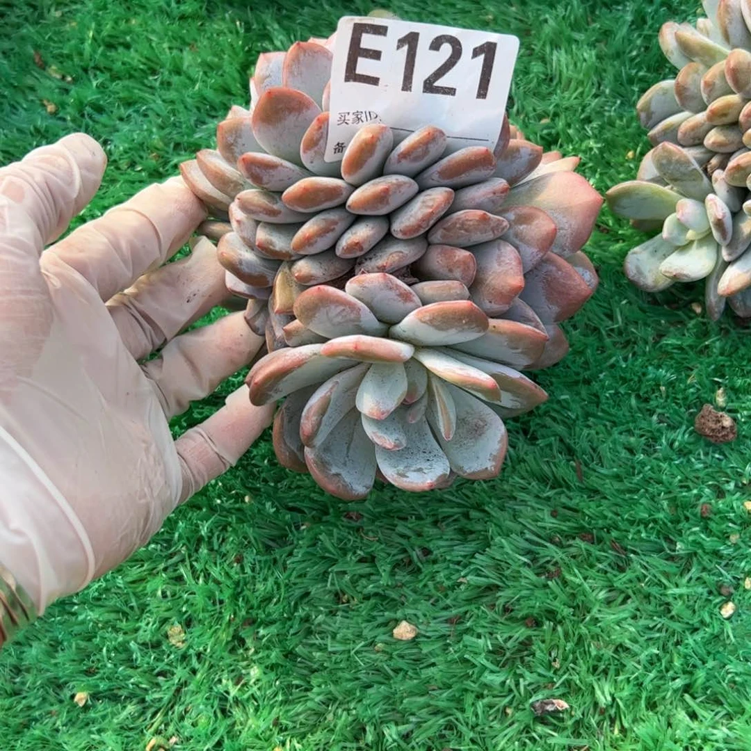 孔雀开屏星影缀化