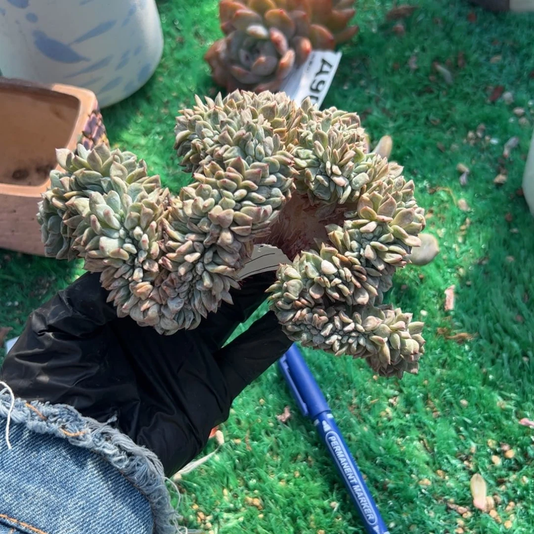 D**.星影石榴籽有瑕疵