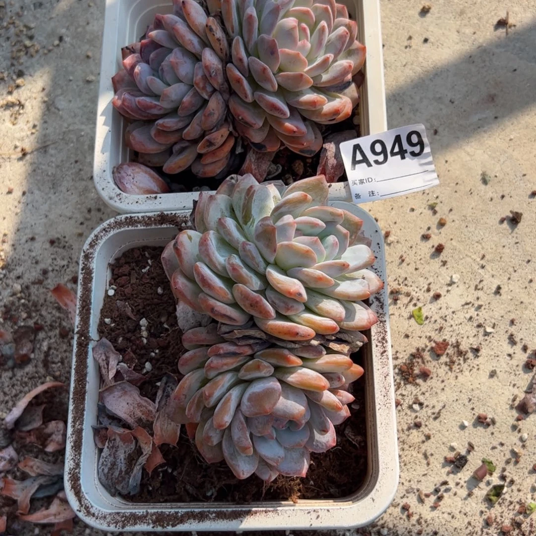 ?*B18盆双头老桩两个