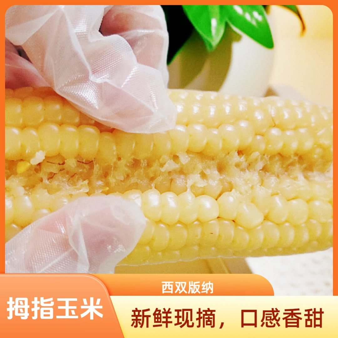 云南拇指玉米软糯新鲜采摘软糯香甜皮薄真空锁鲜散装产品种植好吃