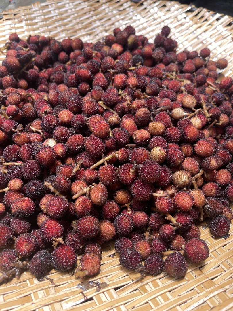 春砂仁鲜果广东阳春新鲜春砂果阳春品种湿砂仁500克起包邮