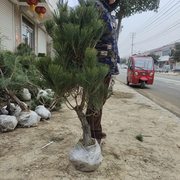 亚男盆景老桩黑松盆景黑松素材
