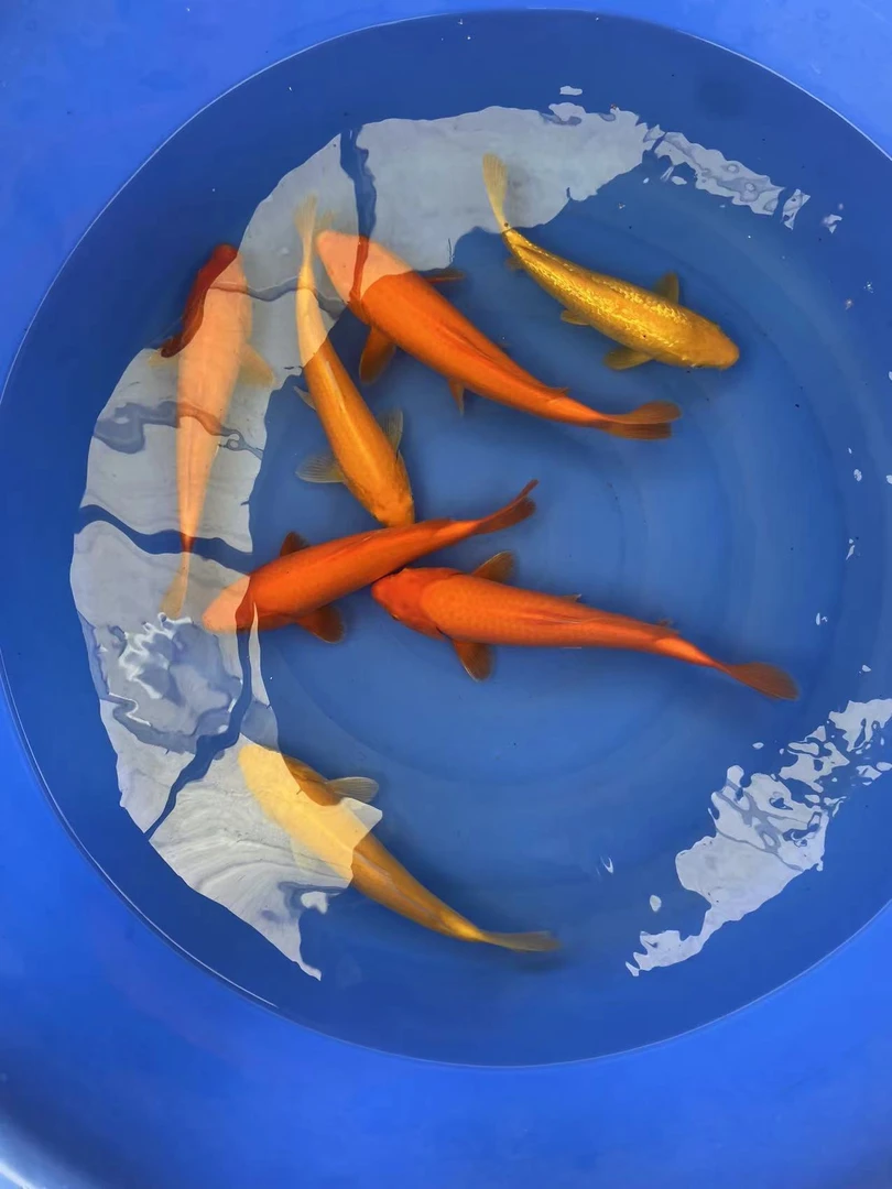 观赏鱼锦鲤鱼金鱼活鱼冷水鱼风水鱼  包活不包邮