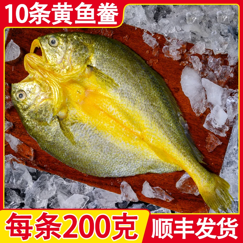 【10条/每条200g】福建霞浦黄鱼鲞正宗黄花鱼大黄鱼腌制商用非干货