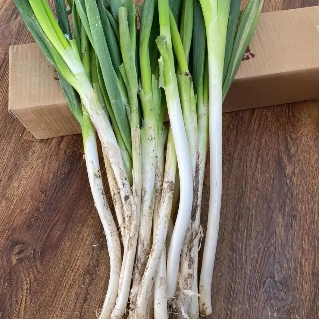 【河南大葱】农村露天种植当季大葱现拔现发净重5斤带老皮去半叶