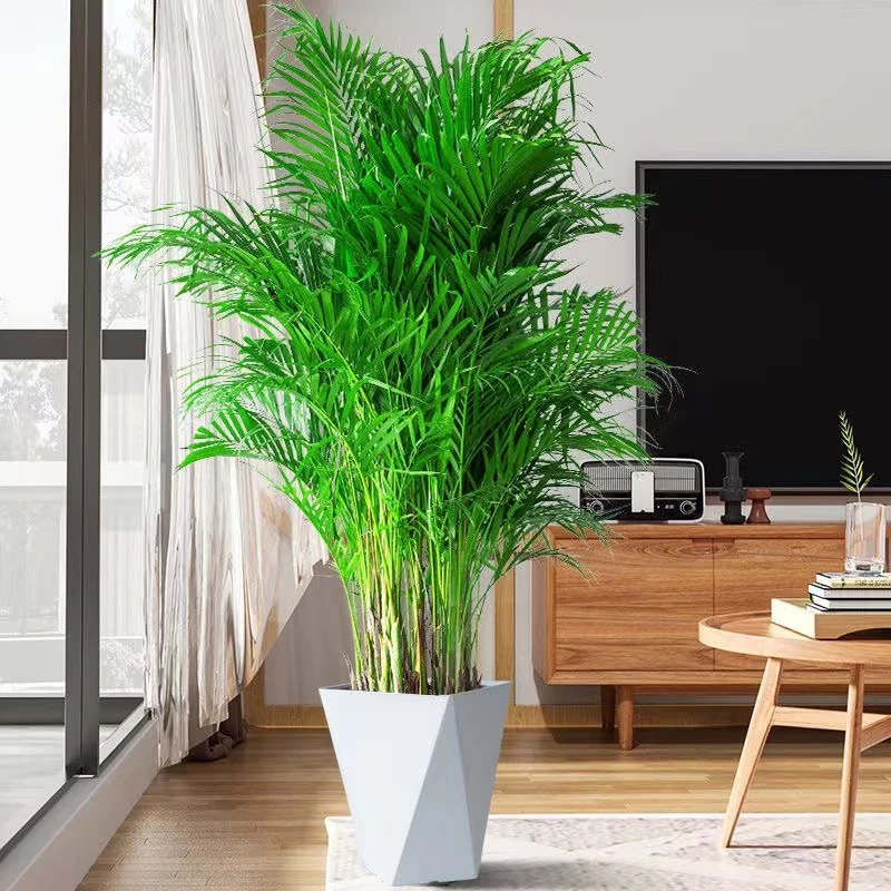 【初冬绿植】富贵椰子室内客厅办公室过冬懒人植物1.4-.16m高