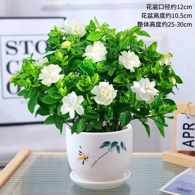 大盆特大号栀子花室内绿植盆栽水培四季开花花卉大全除甲醛好养活