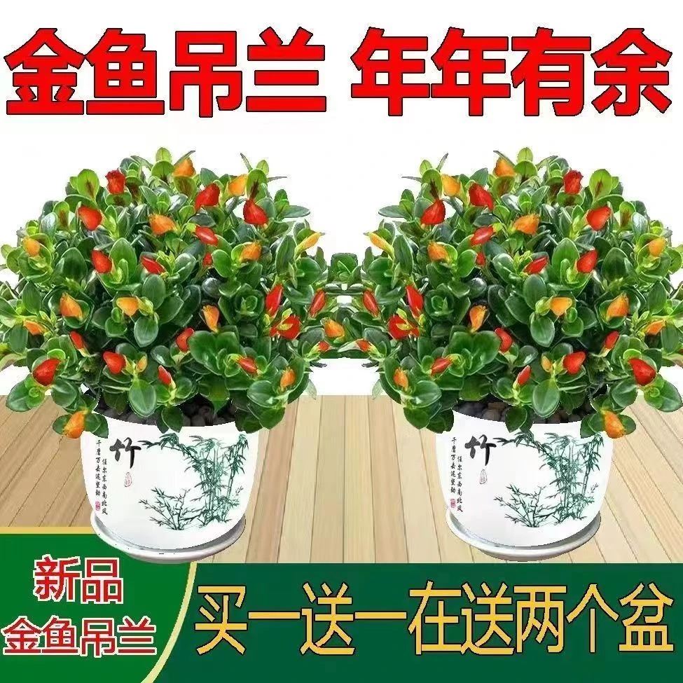【聚财金鱼】金鱼花吊兰室内好养花卉盆栽四季开花特大号金钻绿植