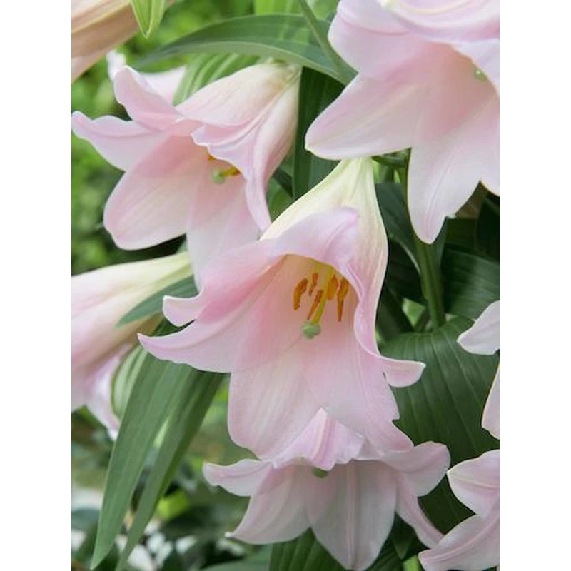 现货进口百合花种球品种多年生铁炮系列卡里粉天堂白特里耐寒种植