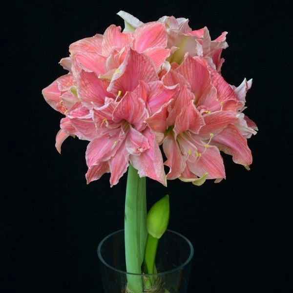 现货进口荷兰朱顶红种球重瓣多年生甜蜜妮夫大花带花箭