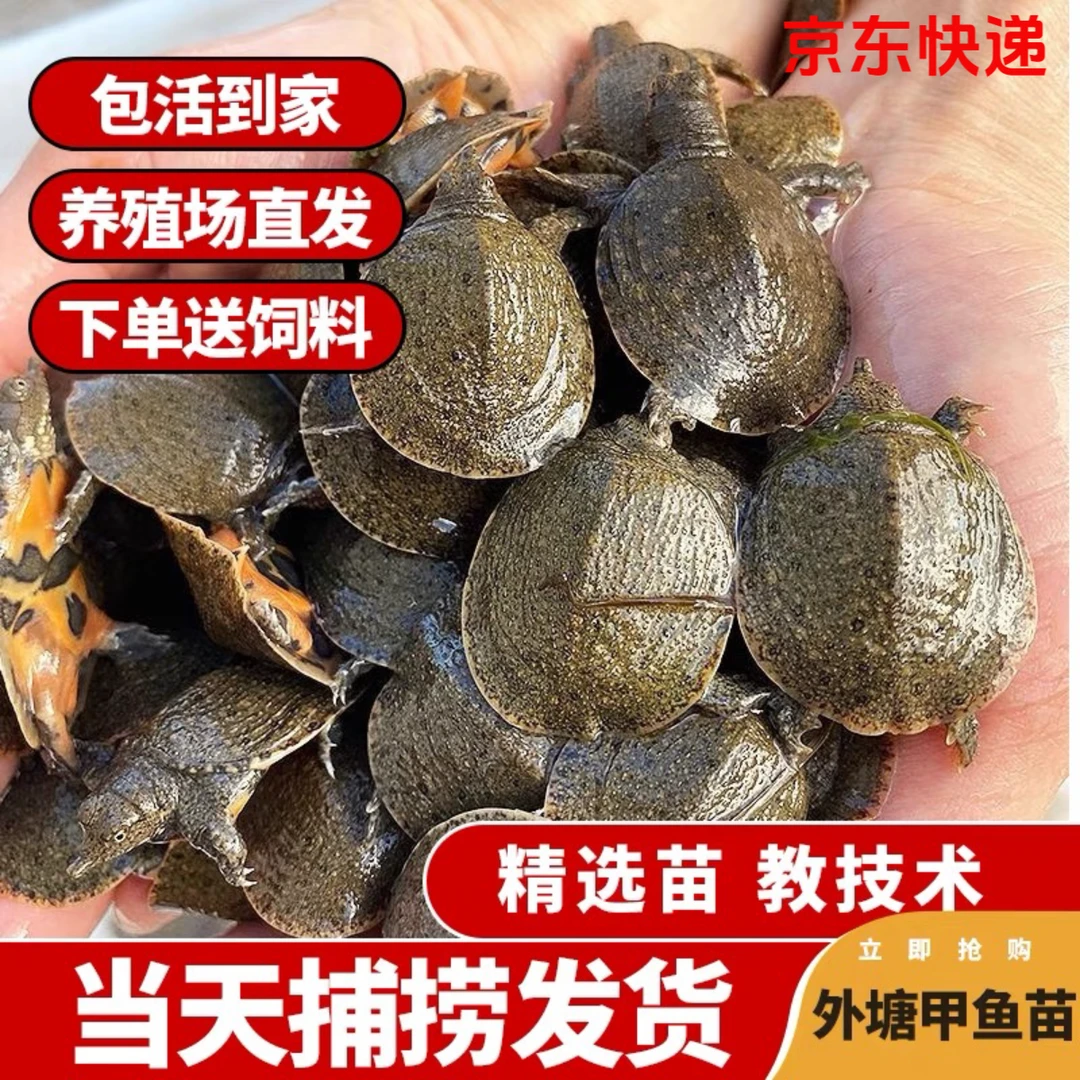 外塘冷水【中华黑花】甲鱼苗鱼塘水库养殖团鱼水鱼王八中华鳖苗包活