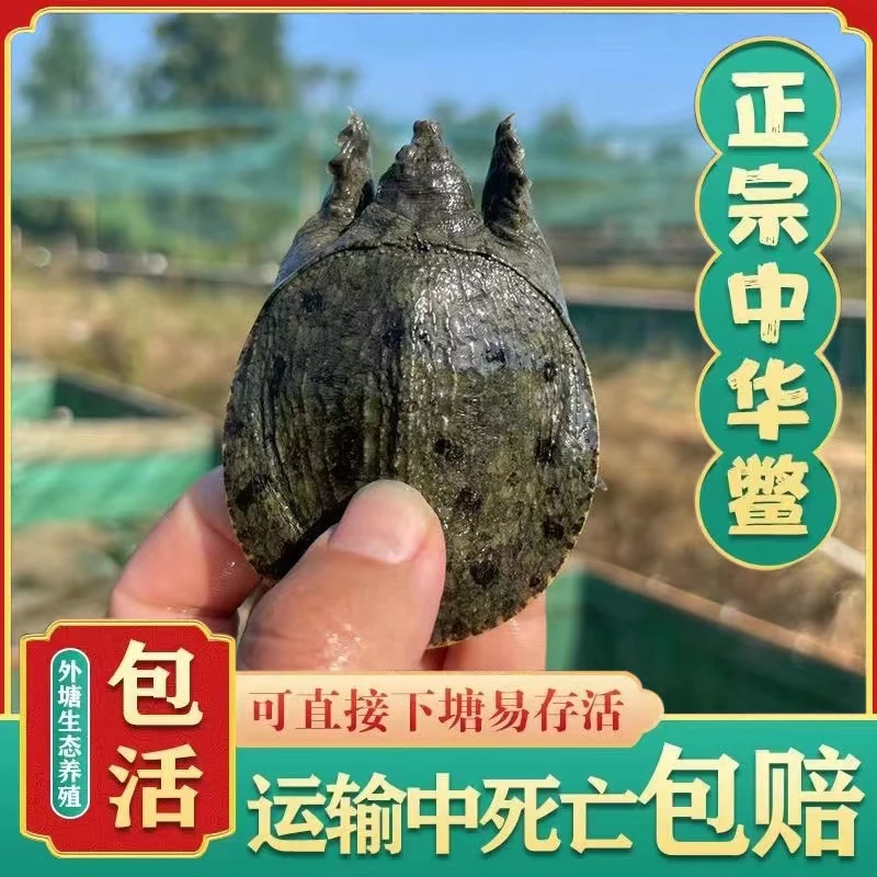 福利甲鱼苗30-50克外塘冷水甲鱼鱼塘水库生态生长放养