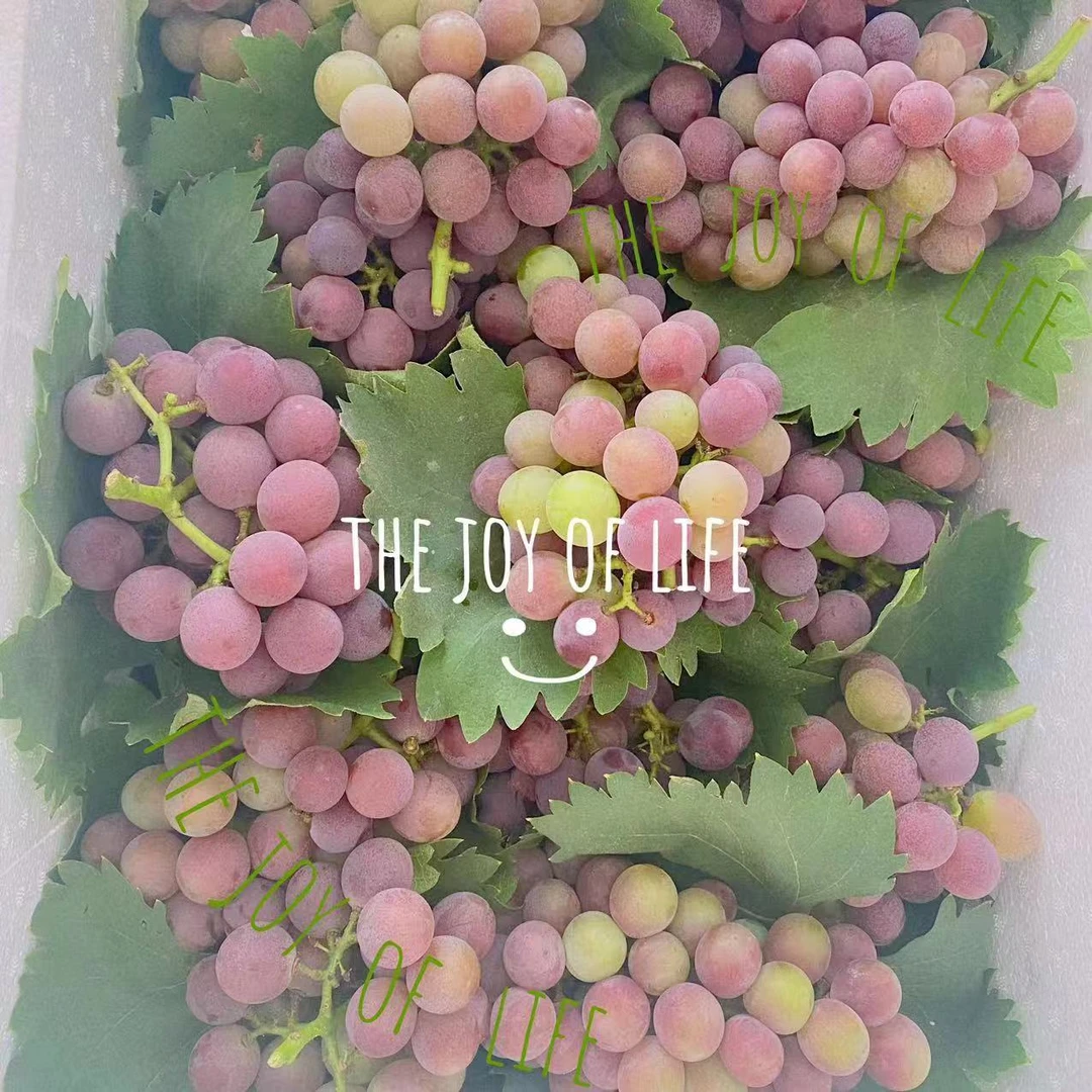 常熟高品质本地徐市巨峰葡萄一箱