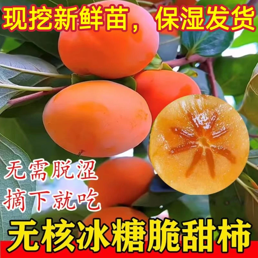 【正宗脆甜柿子树】太秋甜柿苗庭院植物盆栽地栽阳台庭院四季种植