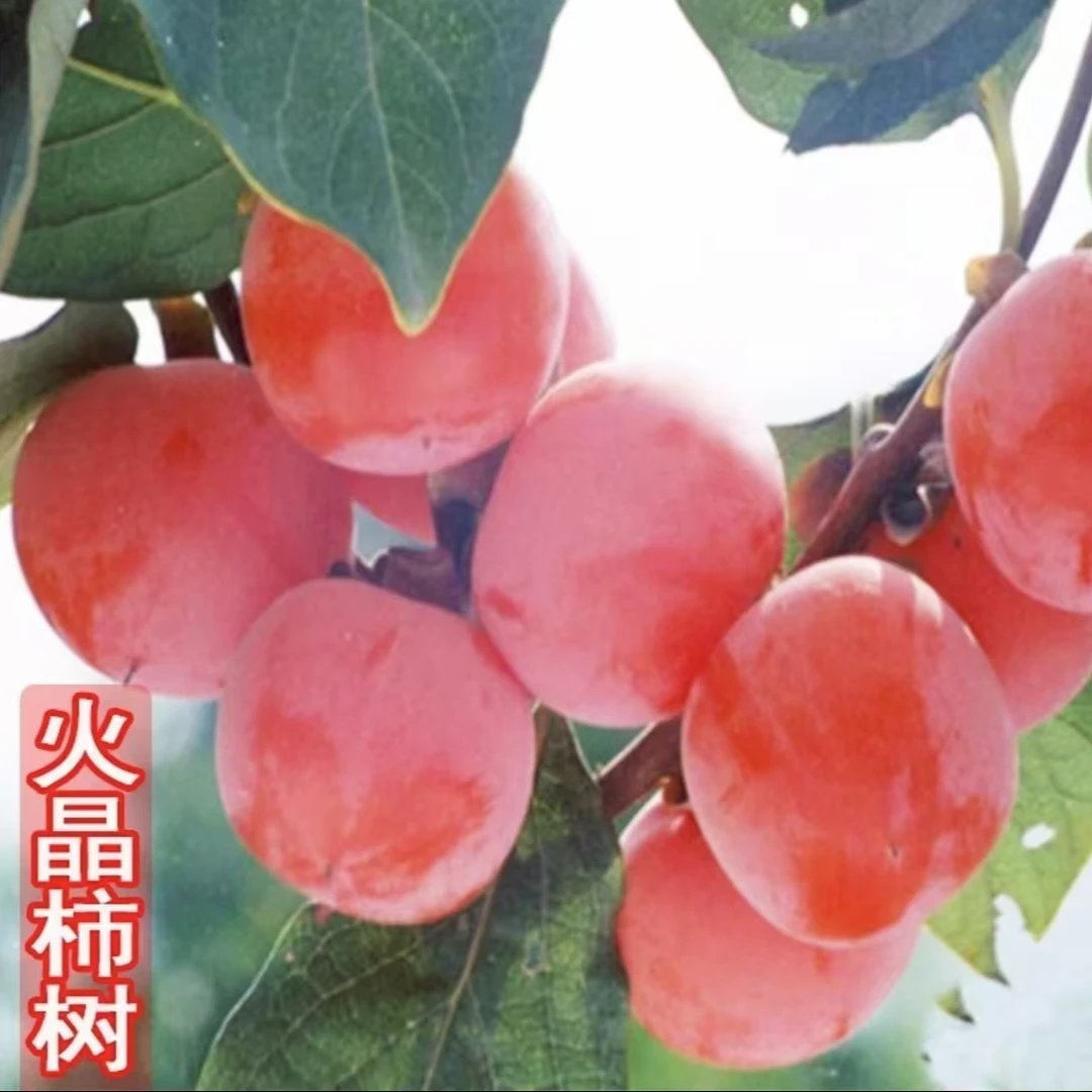 【火晶柿子树苗】庭院植物盆栽地栽阳台庭院四季种植果树