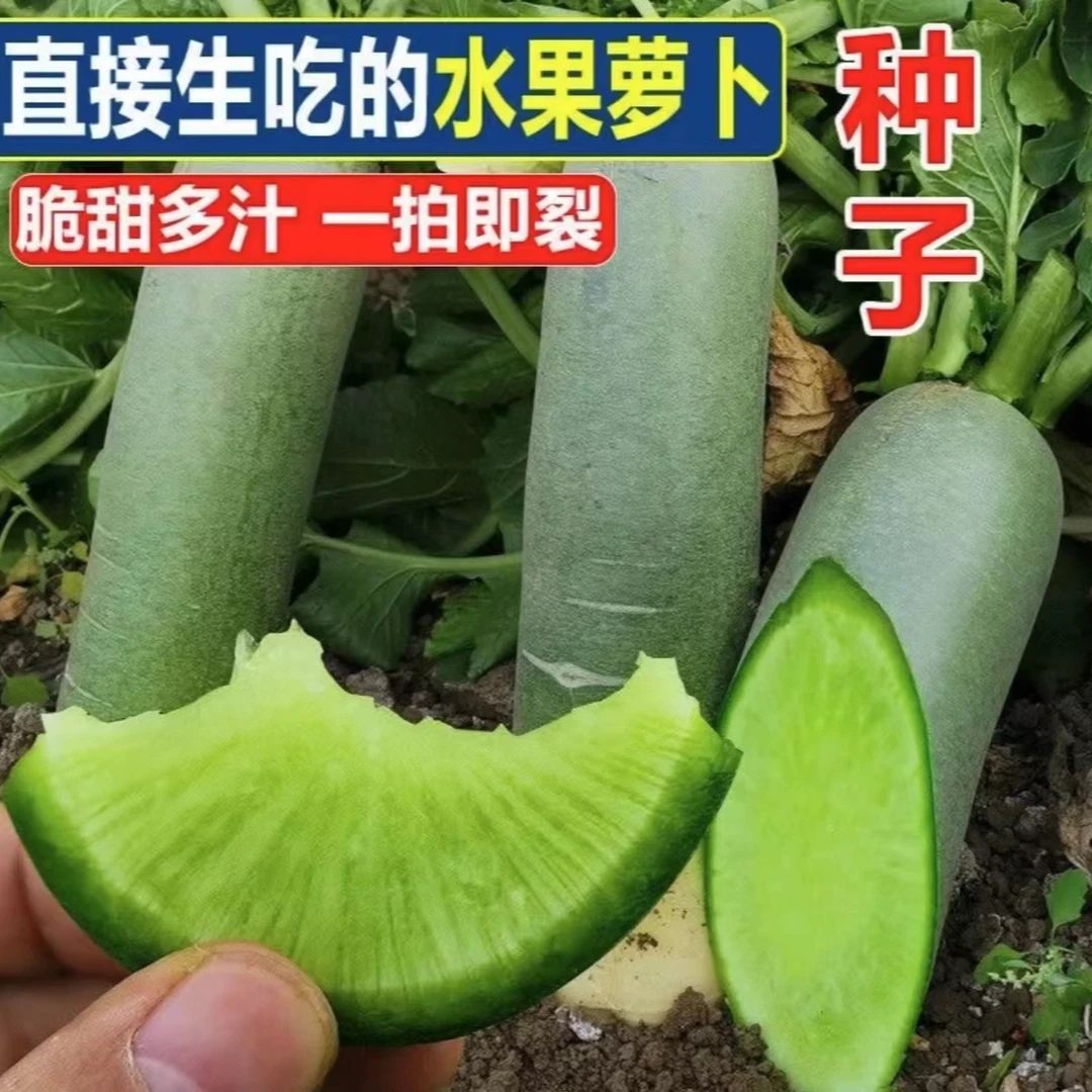 【沙窝水果萝卜种子】家庭阳台小院盆栽地栽四季种植水果萝卜种子