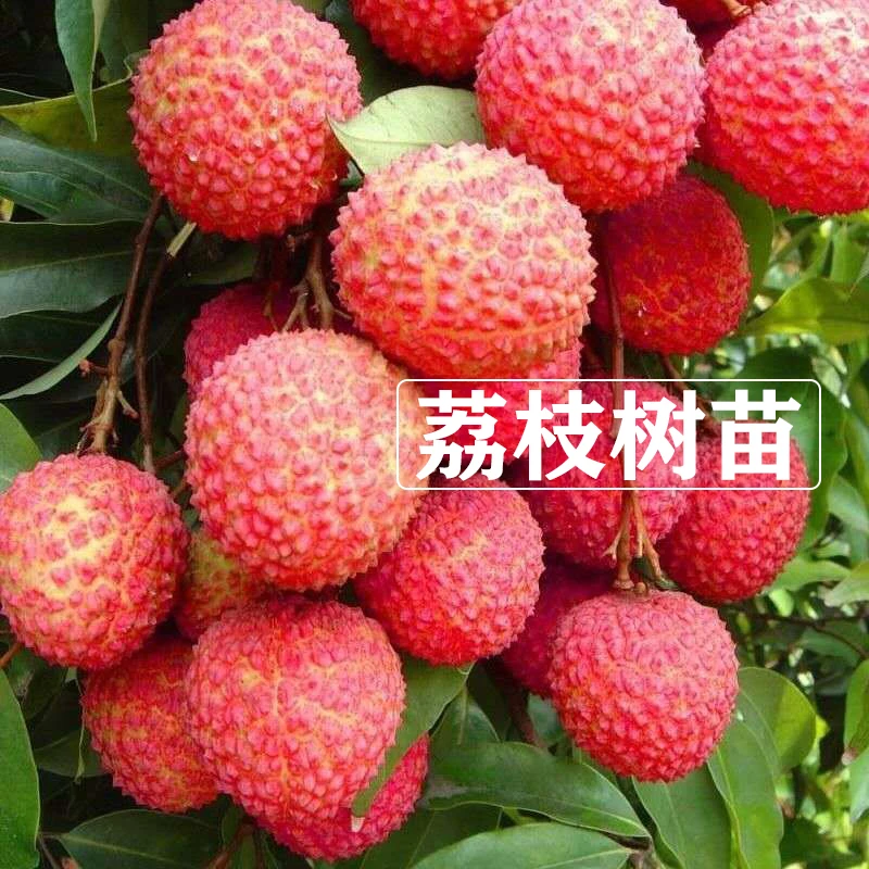 【19.9元2棵荔枝树苗】盆栽地栽阳台庭院种植无核 正宗荔枝苗果树苗