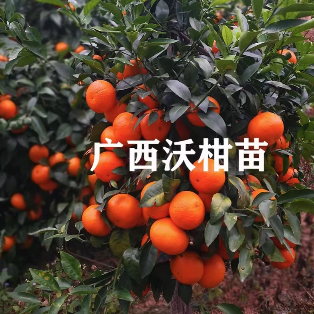 【沃柑橘子树苗 】广西沃柑苗庭院植物盆栽地栽阳台庭院四季种植