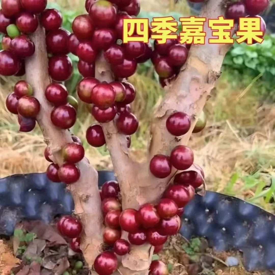 【嘉宝果树葡萄苗 】黑加仑盆栽地栽阳台庭院四季种植嘉宝果树苗