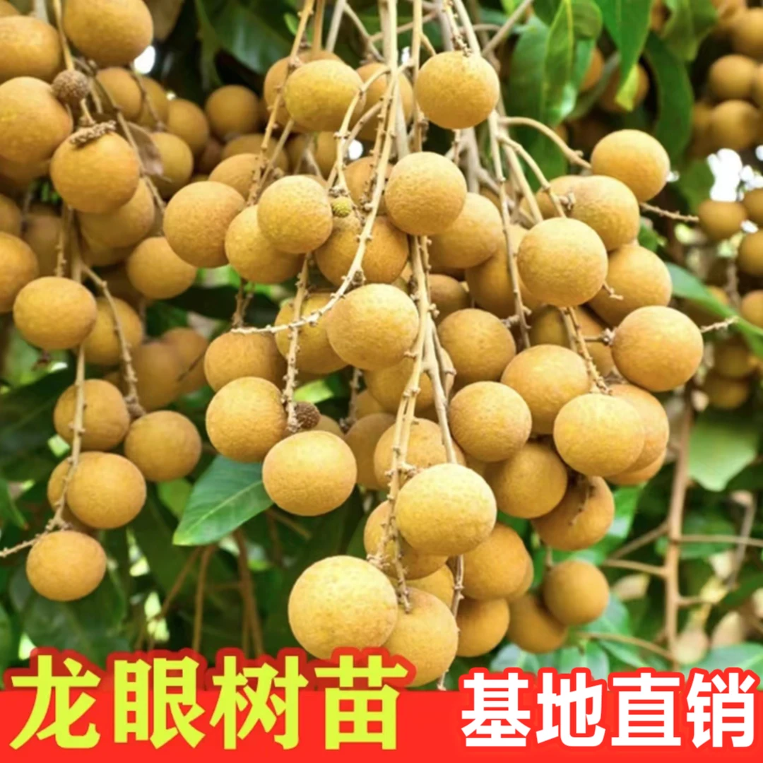 【龙眼树苗】四季大龙眼苗盆栽地栽石硖阳台庭院种植储良桂圆果树苗