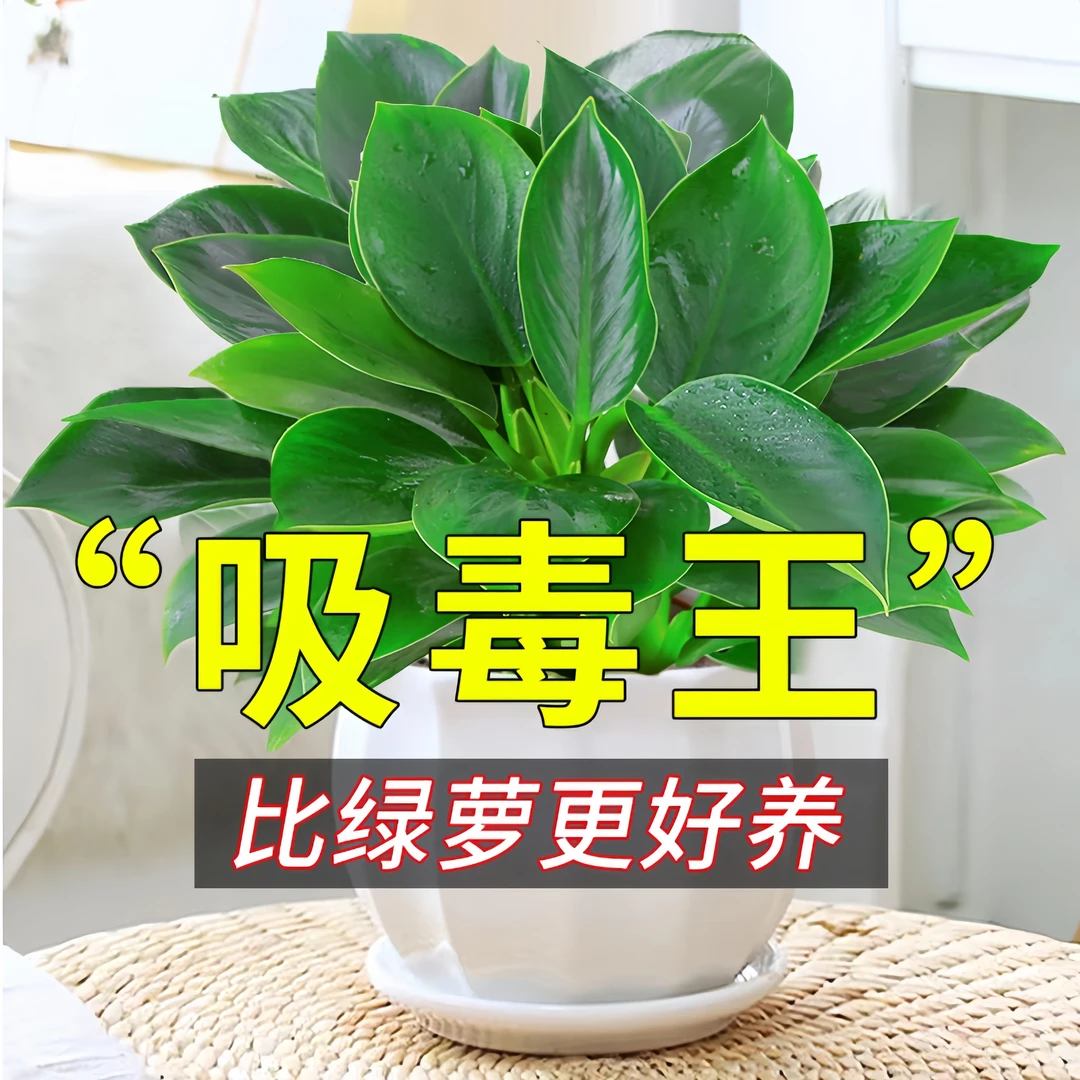 吸毒王金钻盆栽室内植物花卉绿植水培办公室多肉新房家用吸除甲醛