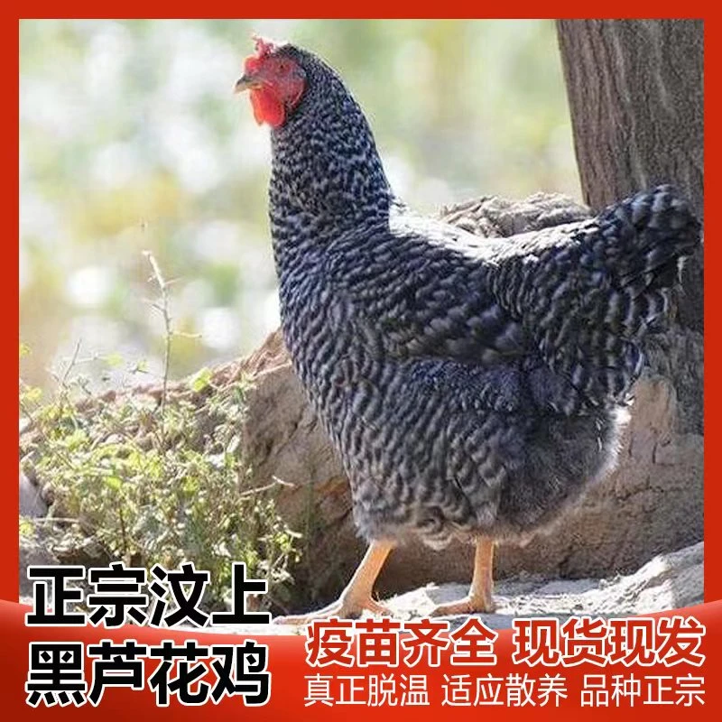 散养汶上芦花鸡下蛋鸡