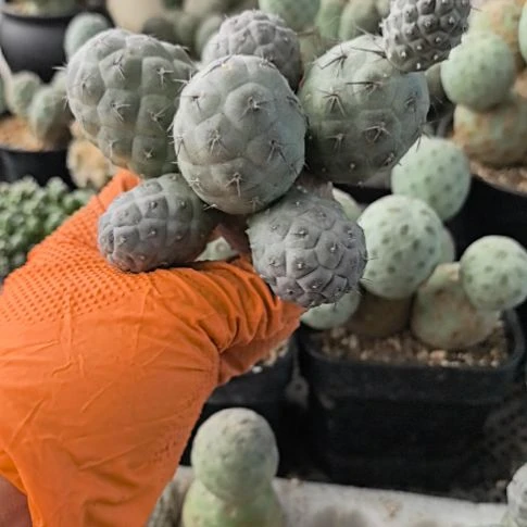 薇****城习志野仙人球直播