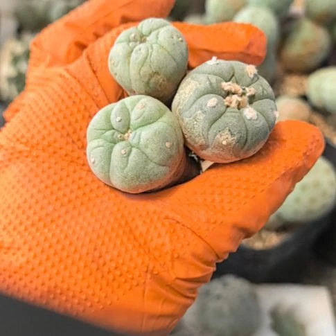 把***铁习志野仙人球直播