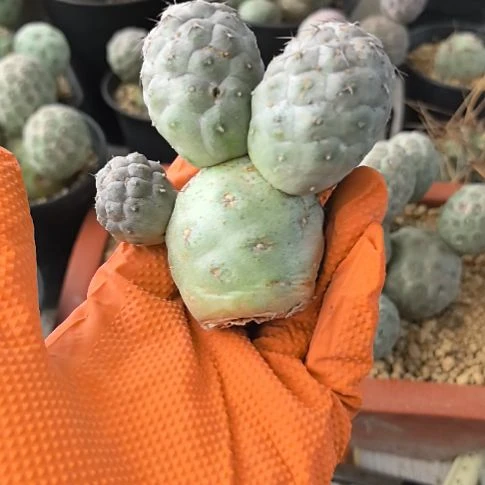 l习志野仙人球直播