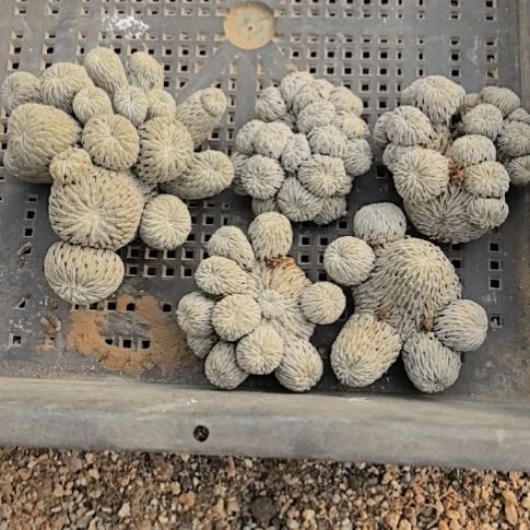 梦*缘习志野仙人球直播