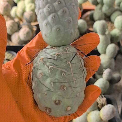 习志野仙人球直播