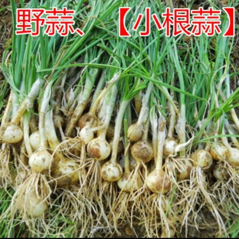 （拍2发3）小根蒜种子山蒜香葱四季播耐寒性好阳台庭院栽培蔬菜种子