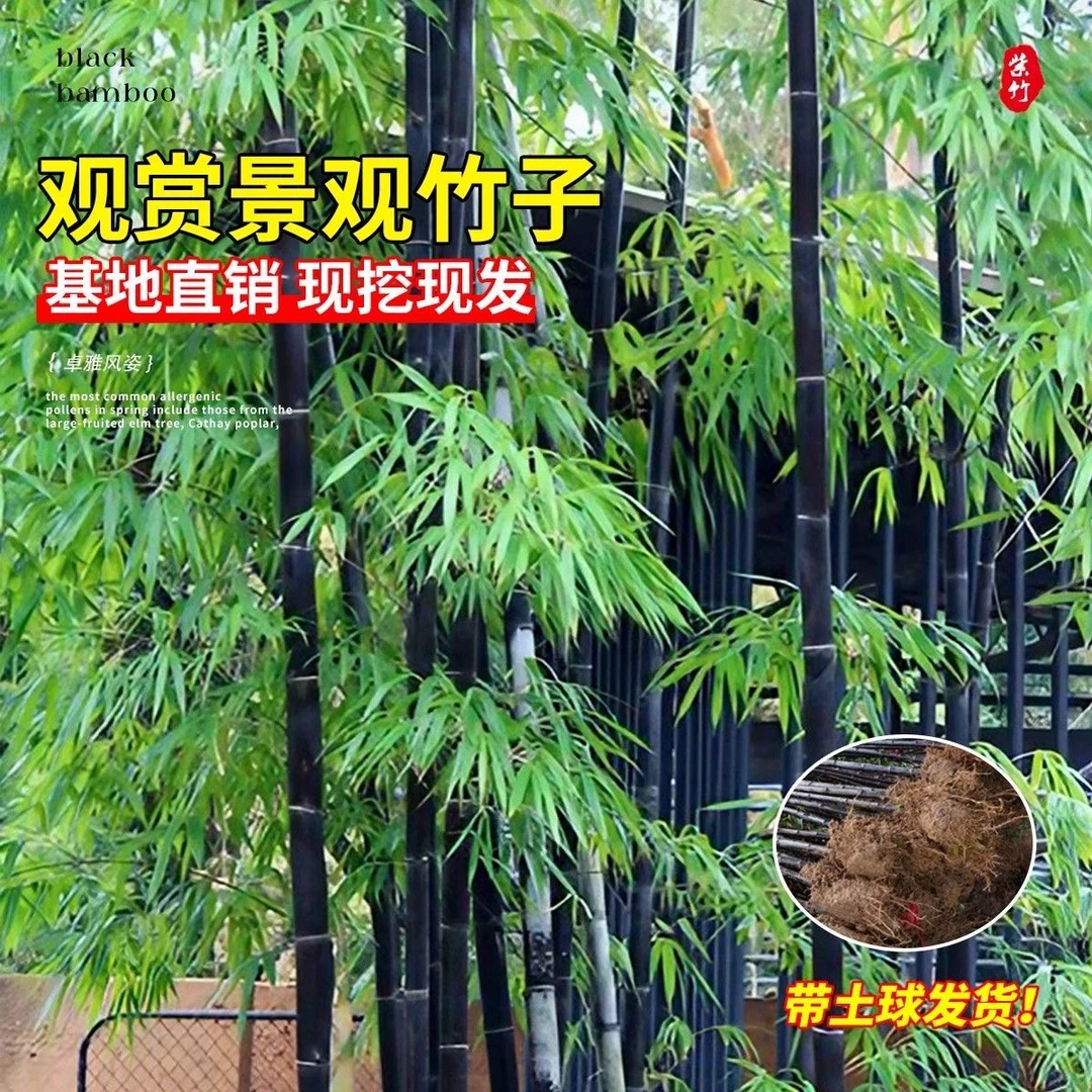 竹子苗庭院四季青竹苗紫竹苗盆栽篱笆竹苗耐寒地栽绿化苗别墅围墙