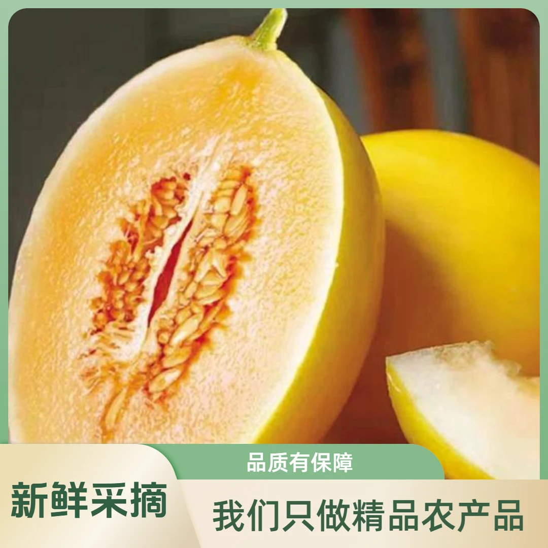 【小豆苗专属】甘肃民勤 沙漠金红宝蜜瓜 香甜可口 坏果包赔