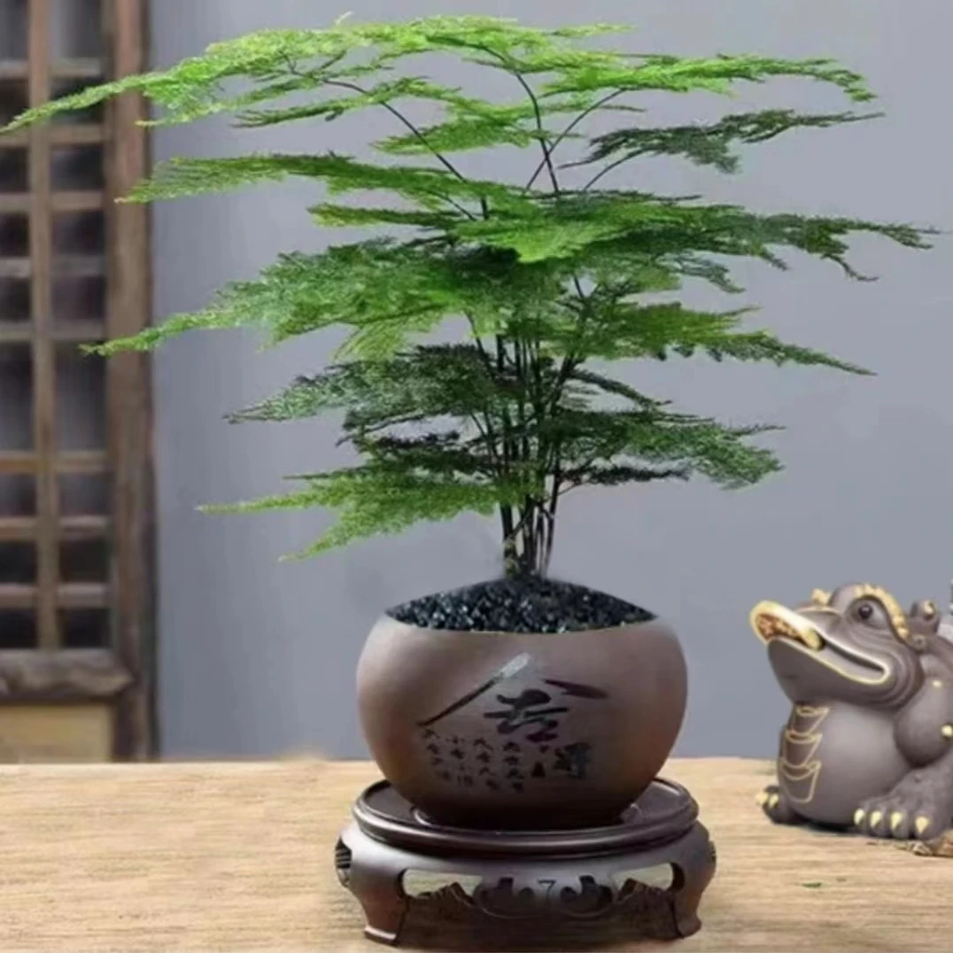 【粉丝福利】文竹盆栽植物室内中式禅意盆景好养绿植办公室内摆件