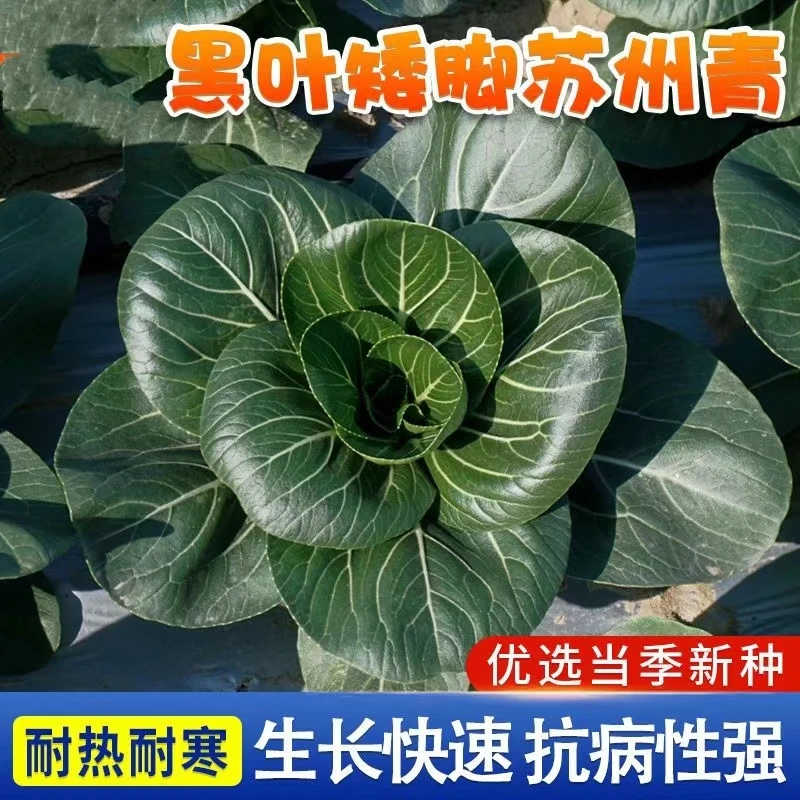 黑叶苏州青种子矮脚青梗菜种子春秋冬可种植农家自种青菜阳台庭院