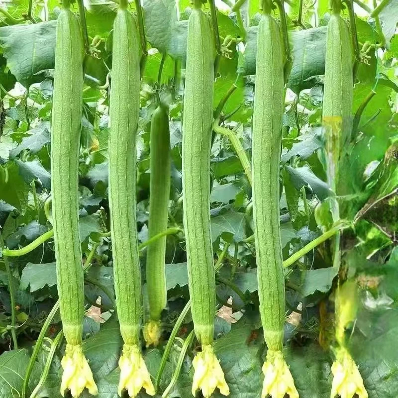 早熟香甜长香丝瓜种子肉厚爬藤丝瓜易播种阳台盆栽易成活蔬菜种子