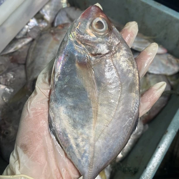广东汕尾本港浅海油鲫鱼