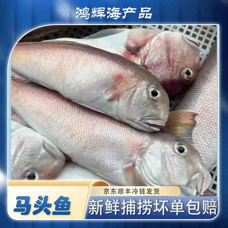广东汕尾本港马头鱼当天捕捞