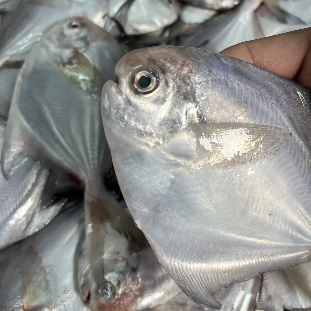 广东汕尾本港浅海白鲳鱼银鲳